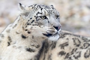 Snow Leopard Spirit Animal: Understanding Snow Leopard Symbolism And Dream Meaning - Spirit of Sapphire