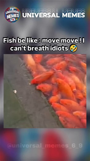 @universal_memes_6_9 on Instagram: "Follow us 😊 #follow #viral #funny #universalmemes #memes"