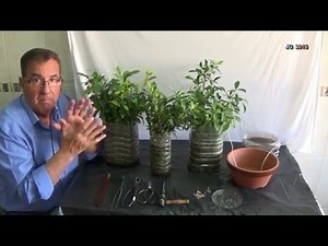 Ficus retusa. Desde esqueje a Fusión de tronco 2ª parte. Técnicas de cultivo.
