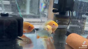 " Behold the stunning allure of the Golden Red Spot Severum! ✨...
