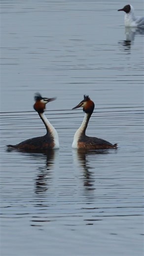 Frumscepend on Instagram: "Great crested grebes courtship dance The elegant Great crested grebes (Podiceps cristatus) perform a synchronized courtship ritual — mirroring each other’s head movements in perfect rhythm. This “dance” strengthens their pair bond and ensures mutual readiness for nesting. It’s one of the most graceful displays of affection in the bird world, even in the chill of winter. © Frumscepend, licensed under CC BY-SA 4.0 (https://creativecommons.org/licenses/by-sa/4.0/) #Winter