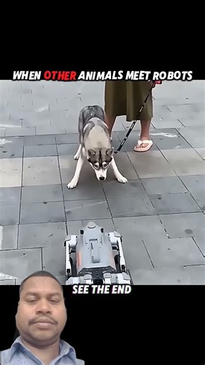 robod varses animals#stage