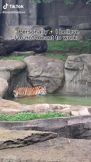 Brookfield Zoo Chicago on TikTok