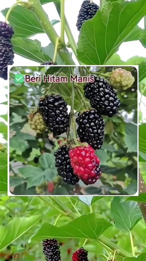 All You Need to Know About Blackberry Raspberry Seeds