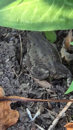 G R U M P Y T O A D He wasn't happy!! although he was heading in the direction of a toasty warm log pile I'd made for him #nature #thevintagegarden #gardenlife #mygarden #toad