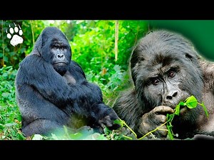 GORILLES en liberté : Le défi de la réintroduction au Gabon ⎮Documentaire animalier - AMP