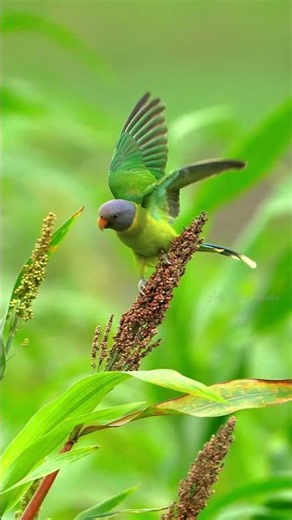 Plum headed Parakeet Pecking Grains in Grass 🌿🐦💚 #WildlifeShorts #BirdFeeding #Nature #Parakeet
