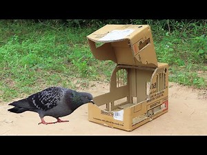 How To Install Easy Bird Trap Using Cardboard Box - Easy Pigeon Trap