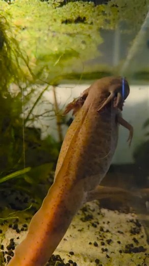 Alicia Gagne on Instagram: "Homie learning to walk upright Leon's got that derp-walk goin"