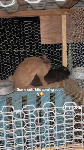 TikTok · mari’s rabbit farm