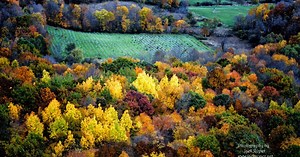 Fall foliage in Wisconsin: Map shows peak color times