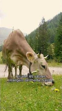 Le savias-tu? | Les vaches suisses se nourrissent principalement d’herbe locale | Swissmilk (2025)