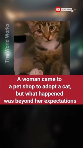 😺just adopt me not him #funnycats