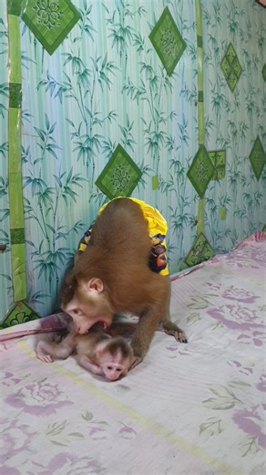 5.8K views · 160 reactions | Adorable baby monkey Yoko and baby Yoya so cutie | Monkey Koko | Facebook