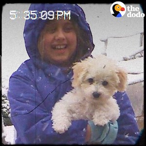 1.1M views · 30K reactions | For all of us who've lost a perfect dog, this will put your heart back together again ❤️ | The Dodo | Facebook