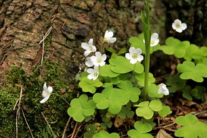Anna Sakse: Zaķa kāposti
