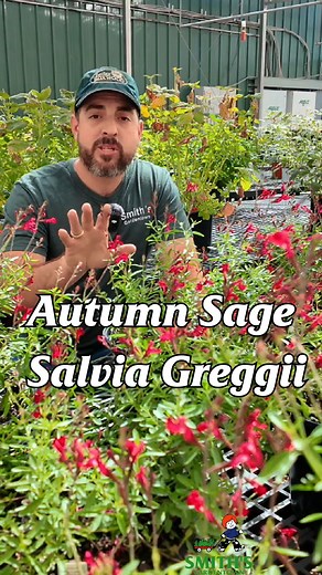 Autumn Sage (Salvia greggii) is a hardy, drought-tolerant perennial that brings vibrant color to your garden from spring through fall. 🌸 Native to Texas, this versatile plant produces clusters of tubular blooms in shades of red, pink, purple, and white, attracting hummingbirds and butterflies. 🦋🌿 With its compact size and fragrant foliage, it’s perfect for borders, containers, or xeriscaping. Autumn Sage thrives in full sun and well-drained soil, making it a great low-maintenance choice for a