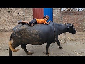 Buffalo ride | Pakistan village life vlog | Chacha Bhatija