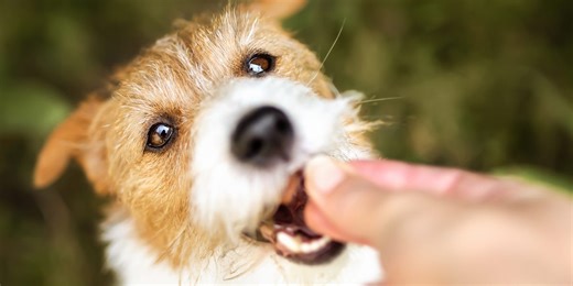 Why you should stop feeding your dog cheese