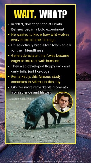 How Wolves Became Dogs: The 1959 Fox Experiment