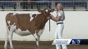 Cows strut their stuff during showmanship contest at Farm Show