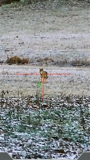 ‪@DNTOptics‬ Thermnight 335r quick shot!! #dnt #dntoptics #thermnight335