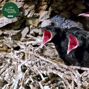 286K views · 1.5K reactions | Raven parents are hard workers - they feed the nest up to 45 times a day!  #Springwatch | BBC Springwatch | Facebook