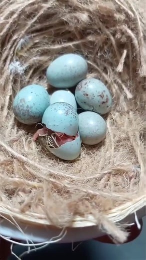 The Role of Humidity in Canary Chick Hatching