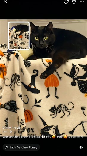 weepingwillowtree07@CindyT (@weepingwillowtree07)’s videos with Funny - Gold-Tiger