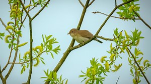 Reed Warbler Songs Among the Bushes