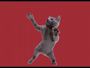dancing cat gif i made