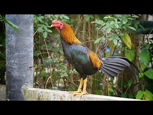 เสียงไก่ขันตอนเช้า Rooster sound