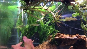 The Paskai #Rainbowfish, also known as the Paska’s Blue-Eye. This is one of the I commonly seen rainbows in the hobby and do great in smaller sized planted tanks! | Pet Zone Tropical Fish, San Diego, California