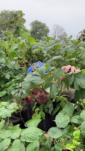 Exploring Delicious Wild Mushrooms in Nature