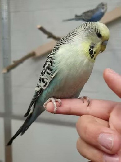 Wellensittich so schön und zahm, Easley Clearbody, Budgie beautiful cute