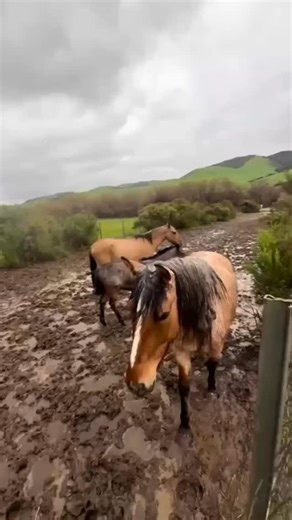 🌧️ Here’s a look at the challenges that record rainfall causes at our Lompoc, Calif., headquarters sanctuary. It’s why we need your help with our top priority: raising funds for much-needed shelters and infrastructure improvements there. We’re fortunate to be located on California’s Central Coast, a beautiful place with wonderful weather for much of the year, but when storms hit here they can be brutal. Flooding and mudslides can limit our ranch team’s access to our rescued wild horses and burr