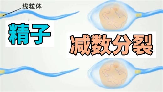 减数分裂—精子的形成过程