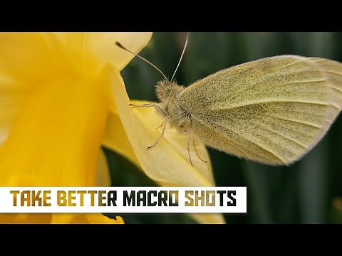 How to take better Macro Photos on the Galaxy S23 Ultra