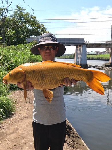#fishing #carpfishing #釣り #鯉釣り #鱒レンジャー