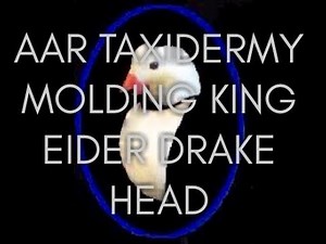 AAR Taxidermy King Eider Drake Head Easy Cheap Mold Making Sea Duck Hunt Silicone Artificial