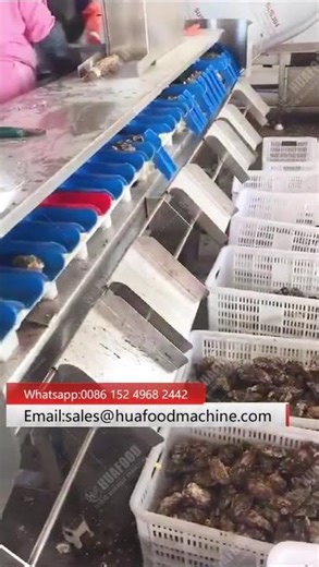 Precision Oyster Weight Grading Machine-Efficient Seafood Sorting System