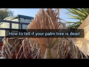 How to tell if your PALM TREE is dead!