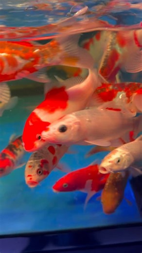 Koi fish are symbols of luck, prosperity, and perseverance, admired for their elegant movements and stunning colors. Each koi displays a unique pattern and combination of red, white, black, yellow, and blue, making them living works of art. Peaceful and graceful, koi thrive in spacious ponds or large aquariums, bringing a sense of harmony and balance to any setting. They are cherished not only for their beauty but also for the positive energy and serenity they represent. #KoiFish #JapaneseKoi #B