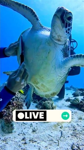 The Turtle Came Back to Say Thank You – Unbelievable Story