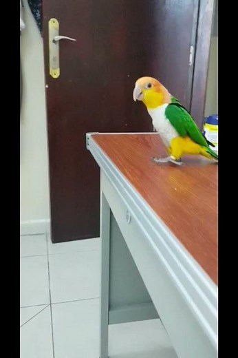 Singing and Dancing Caique Parrot | Talking and Dancing Bird | Orange Head White Bellied Caique |