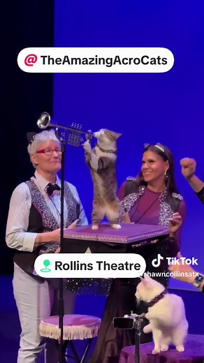 Amazing AcroCats: Cats Playing Trumpet and Entertaining