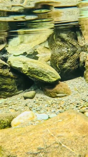 GoPro hero 12 under water testing #gopro12black #underwater