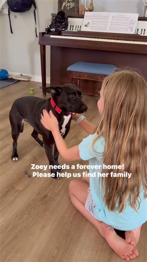 7K views · 187 reactions | UPDATE: ADOPTED! Zoey has spent her *entire life* at the shelter. Over 250 days! Now she waits in a foster home for her forever family. Please help us find her home. She deserves a happily ever after. | Laurens County Sheriff's Animal Shelter | Facebook