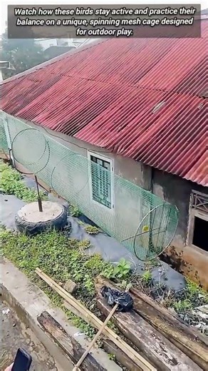 Creative Spinning Seesaw Cage For Happy Healthy Pet Birds