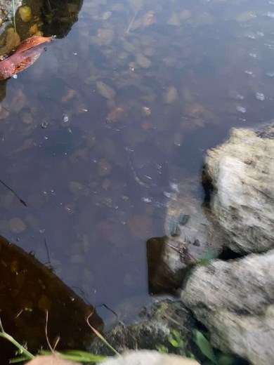 Turtles fighting in our swale | Growth and Gardening